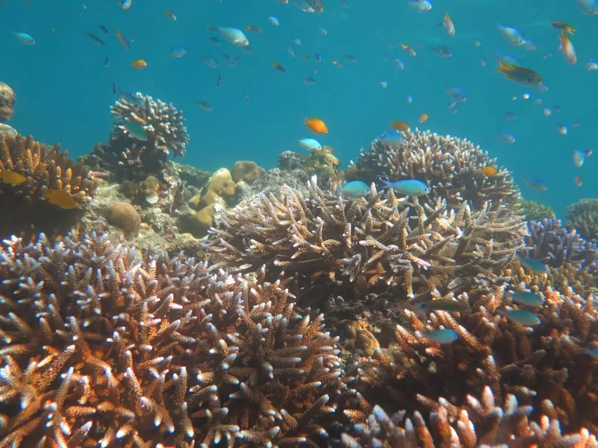 PHI PHI + MAYA BAY + BAMBOO ISLAND BY SPEED CATAMARAN